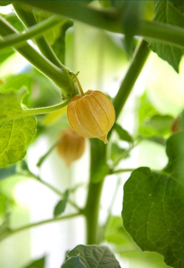 Gyllenbär , Physalis grisea , ca 10 frön