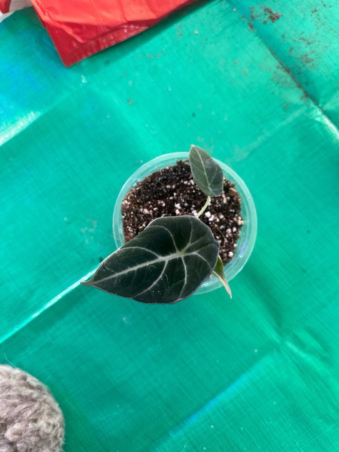 Alocasia Black Velvet