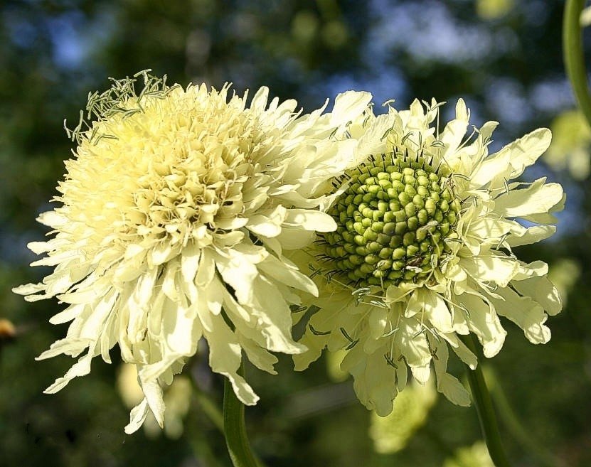 Jättevädd, flerårig, höjd 150 cm, blom juli-sept, 10 frön