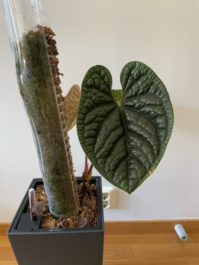 Anthurium luxurians