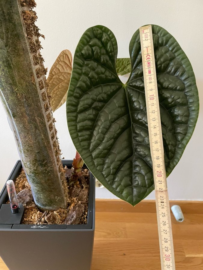 Anthurium luxurians