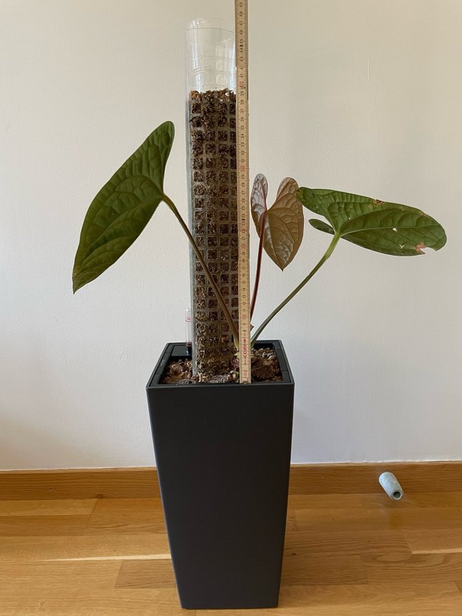 Anthurium luxurians