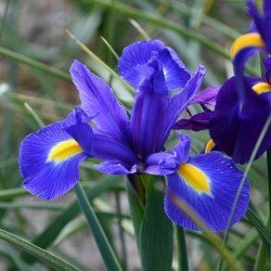 Iris Hollandica ''Blue Magic''3 lökar