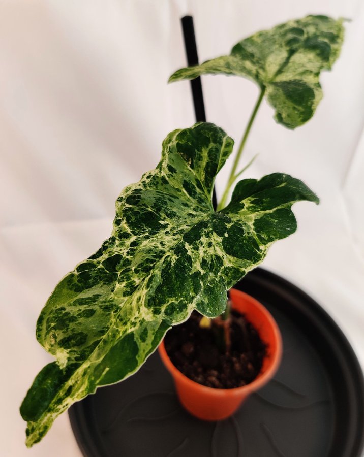 Syngonium podophyllum ’Mottled Mojito’ nr 2 - Etablerad planta med 1 stjälk