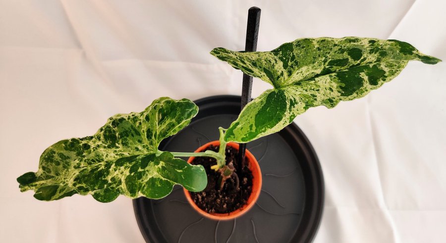 Syngonium podophyllum ’Mottled Mojito’ nr 2 - Etablerad planta med 1 stjälk