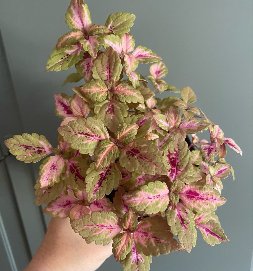 Honey Pie stickling palettblad coleus