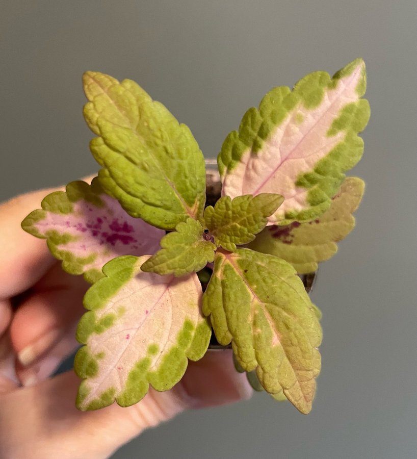 Honey Pie stickling palettblad coleus