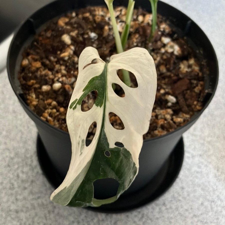 Monstera Adansonii Variegata