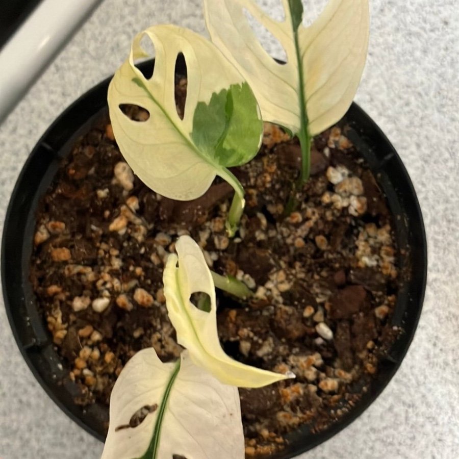 Monstera Adansonii Variegata