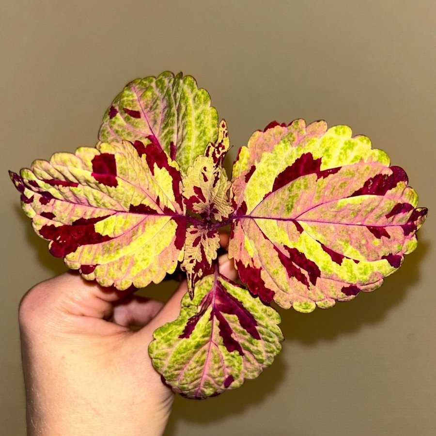 Coleus palettblad fröis efter Mosaik