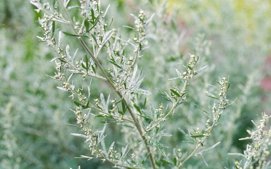 Äkta Malört (Artemisia absinthium)