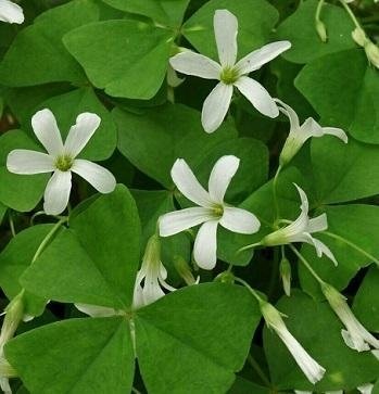 Oxalis triangularis ssp. papilionacea - Snöoxalis - Rhizomer