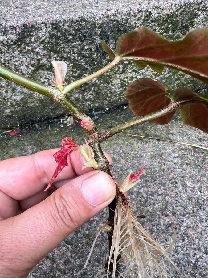 Begonia Sophie Cecil