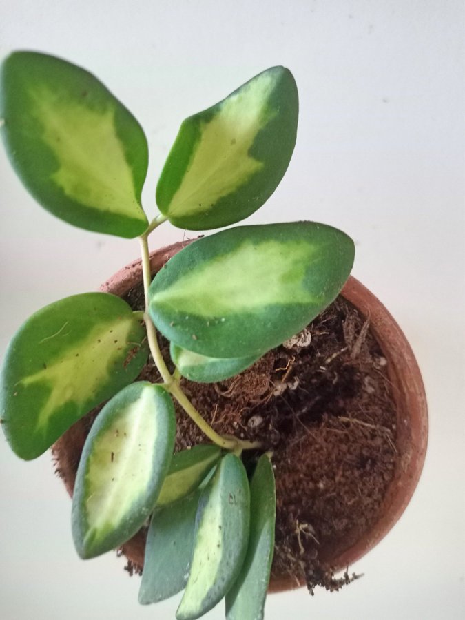 HOYA SP.AFF.BURTONIAE "VARIEGATA" - planta