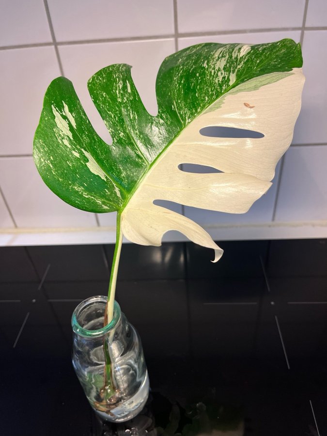 Monstera Albo Variegata Half-Moon!