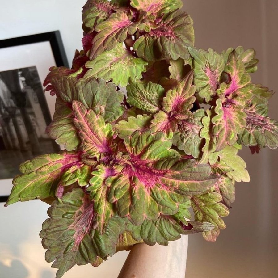 Palettblad/Coleus PINK PLOSION ovanlig sort