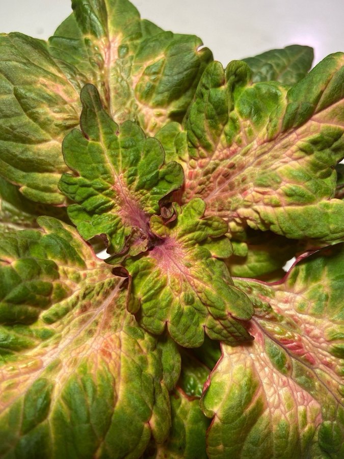 Palettblad/Coleus PINK PLOSION ovanlig sort