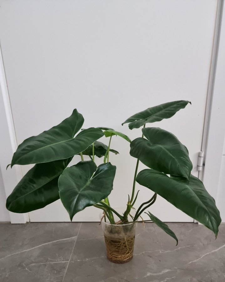 Philodendron Burle Marx Variegata 2 välrotade sticklingar