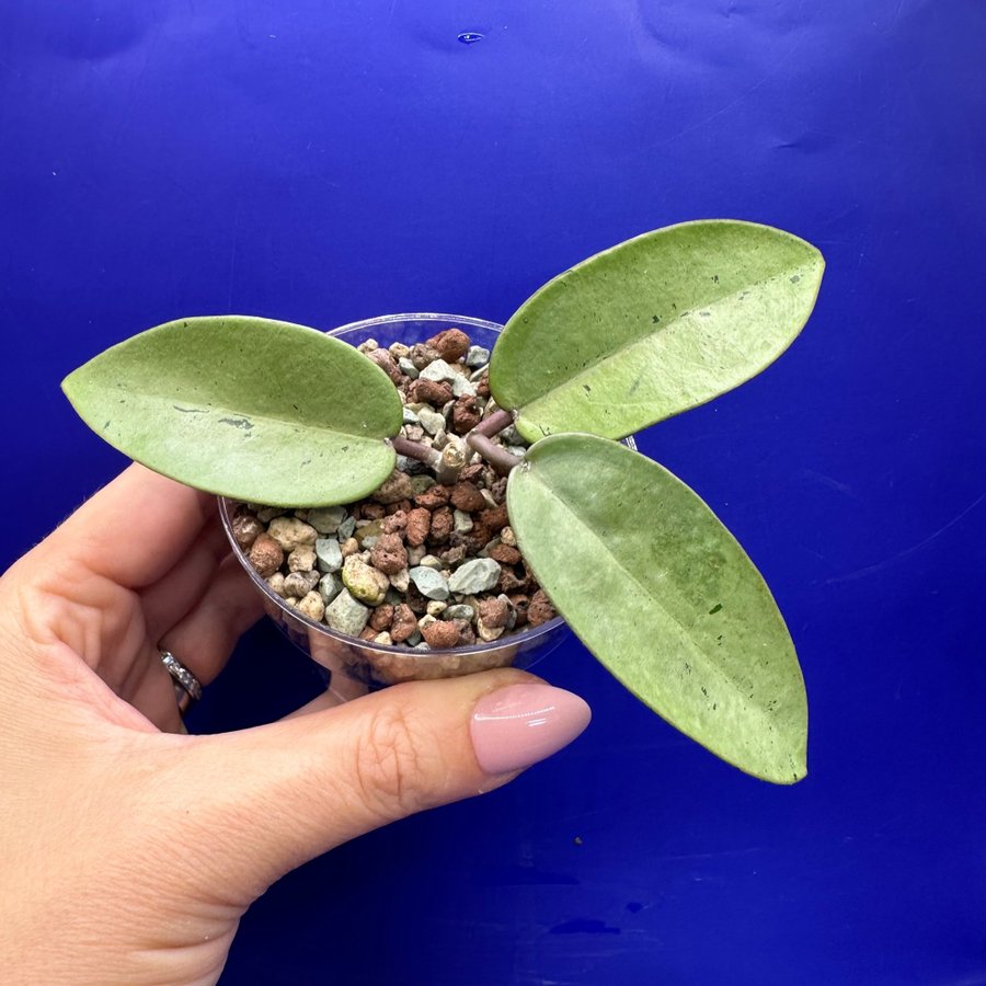 Hoya ’Silver Dollar’ MB 1405-AG - rotad stickling