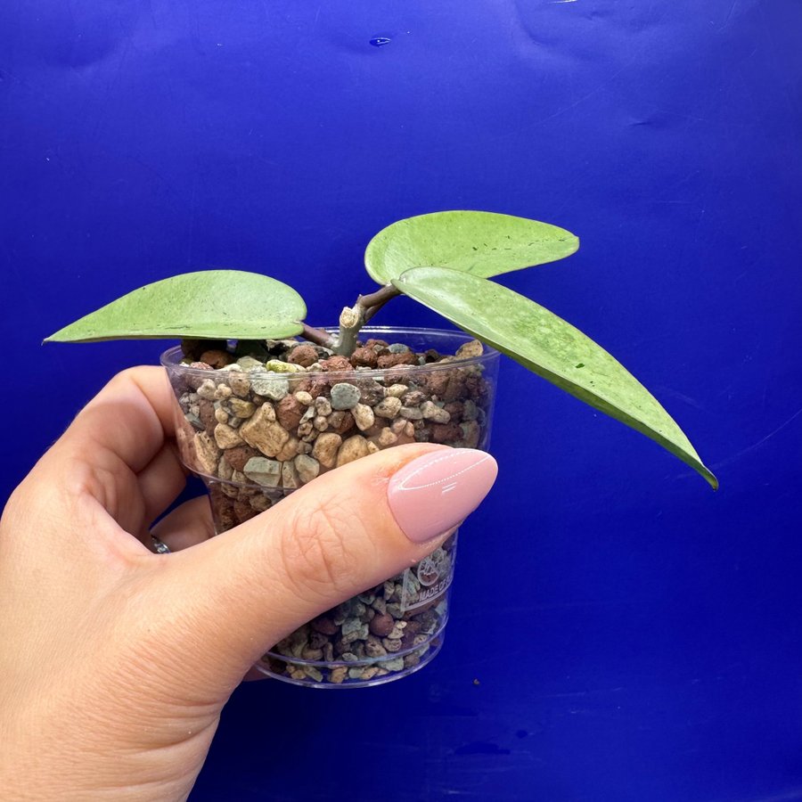 Hoya ’Silver Dollar’ MB 1405-AG - rotad stickling