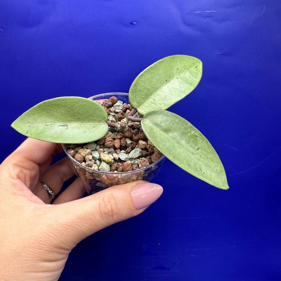 Hoya ’Silver Dollar’ MB 1405-AG - rotad stickling