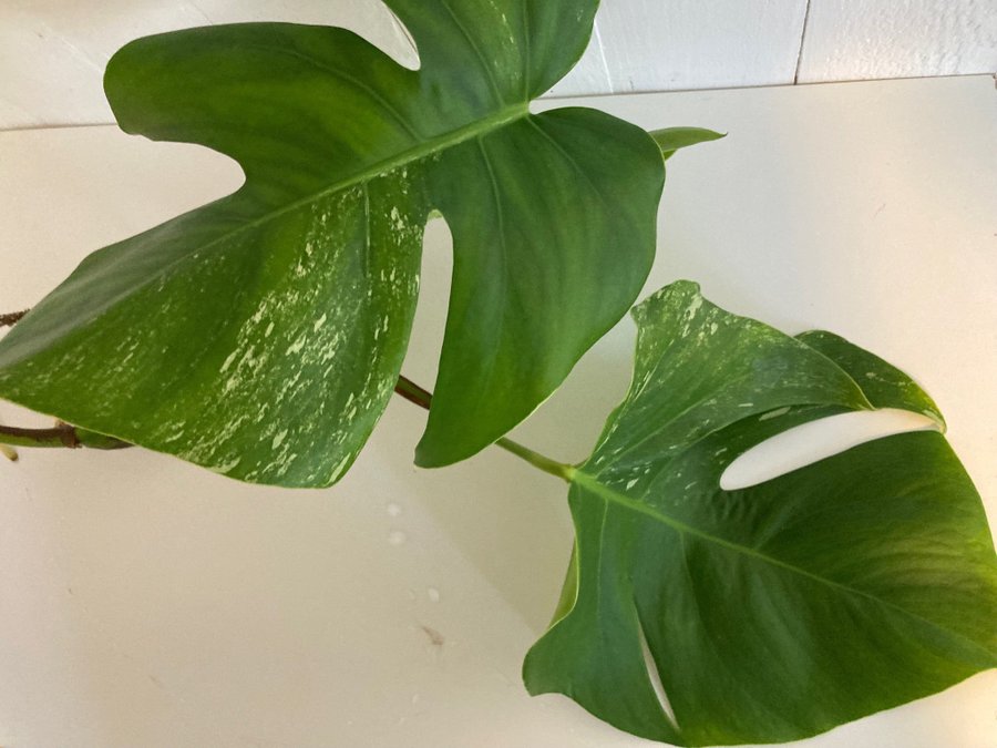 Monstera Albo