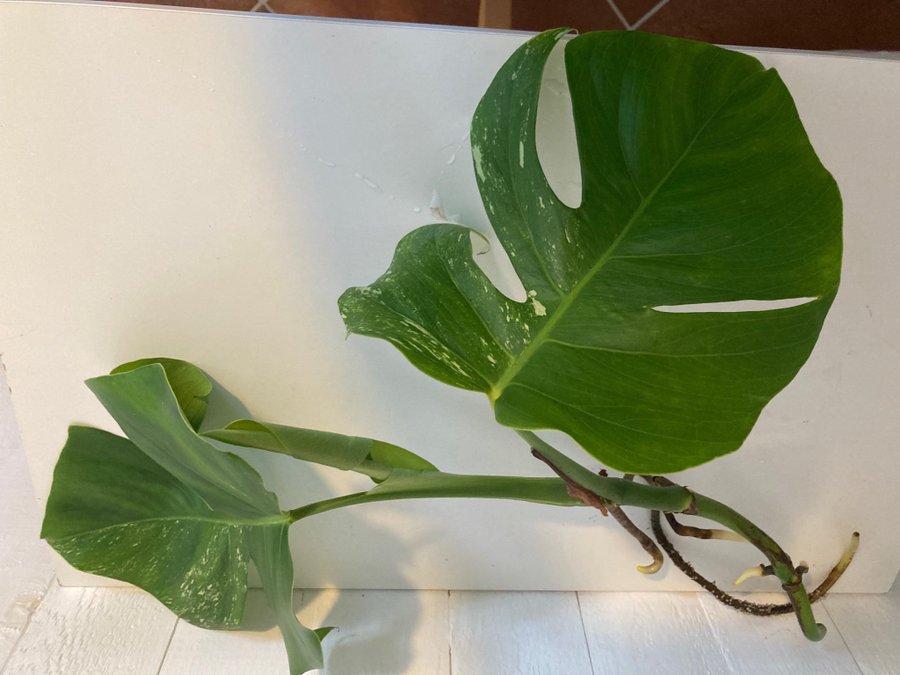 Monstera Albo