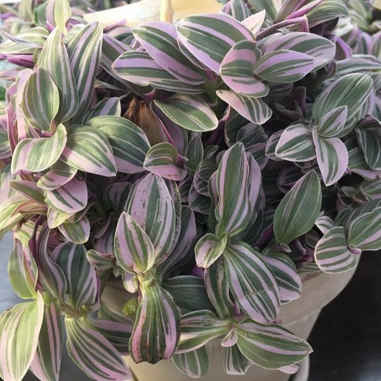 Tradescantia Cerinthoides ’Sweetness’ - stickling