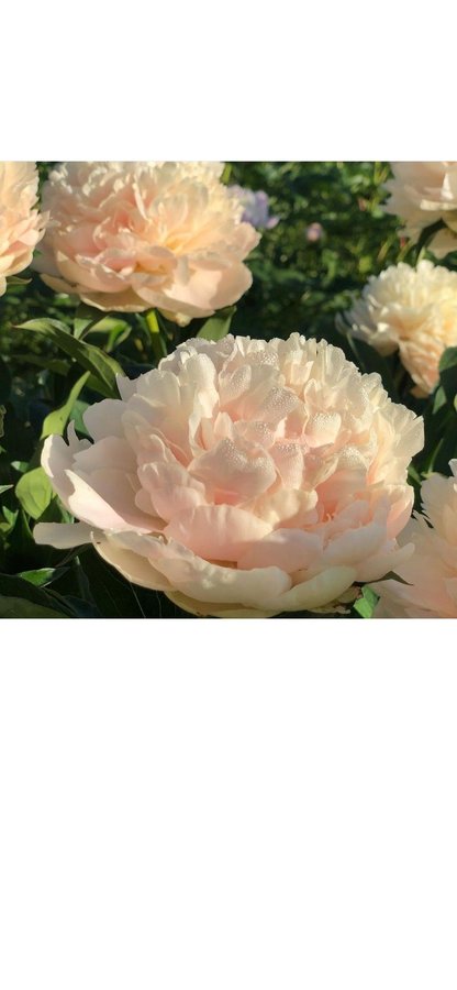 Pion paeonia peony Summer Glow