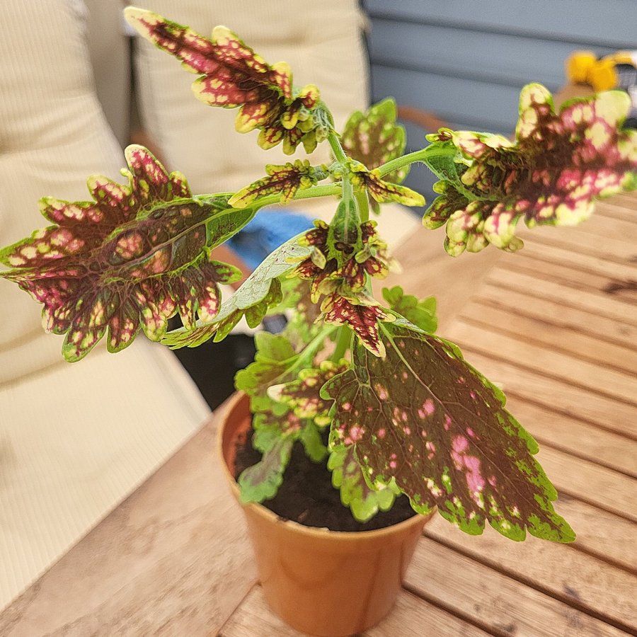 Coleus palettblad