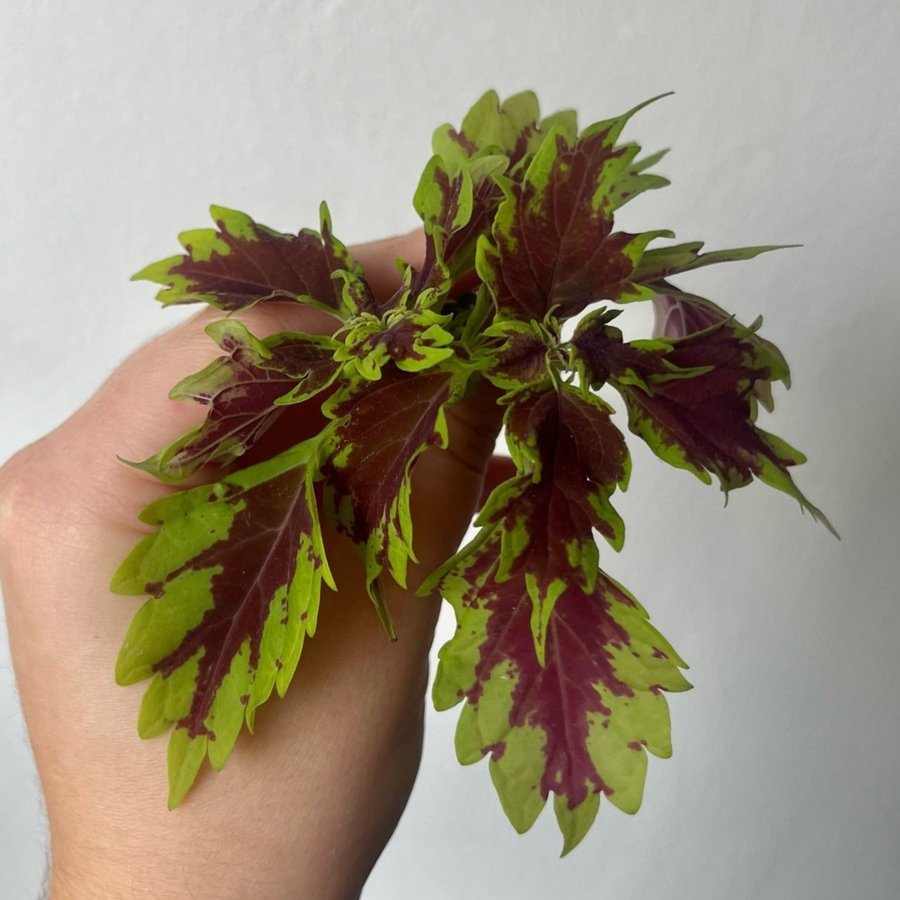 Coleus NN | palettblad nr2