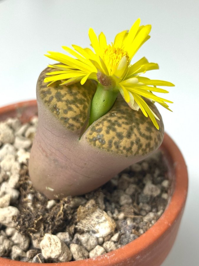 Lithops sp