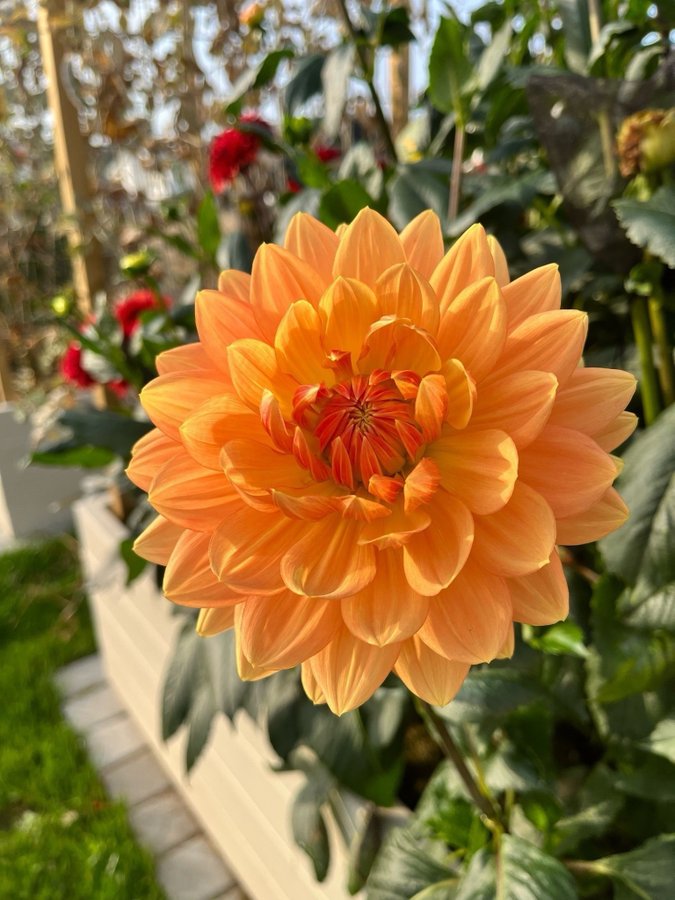 Dahlia 'Rancho' - chicken leg