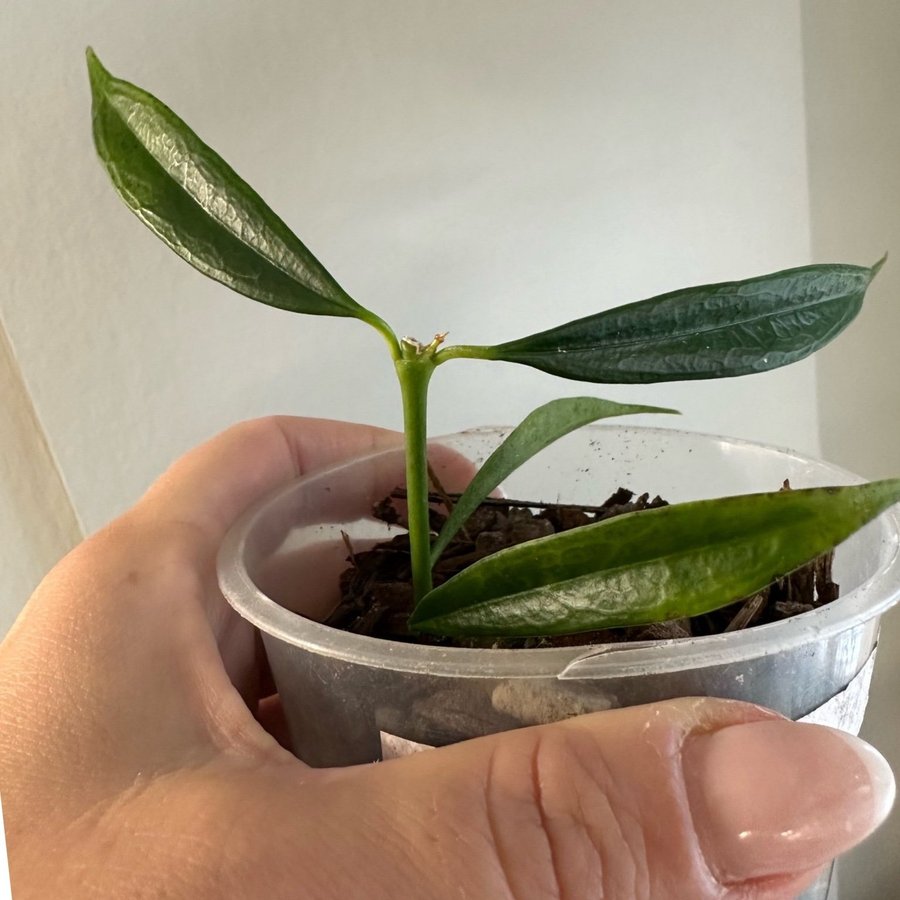 Hoya yingjiangensis NS19-001