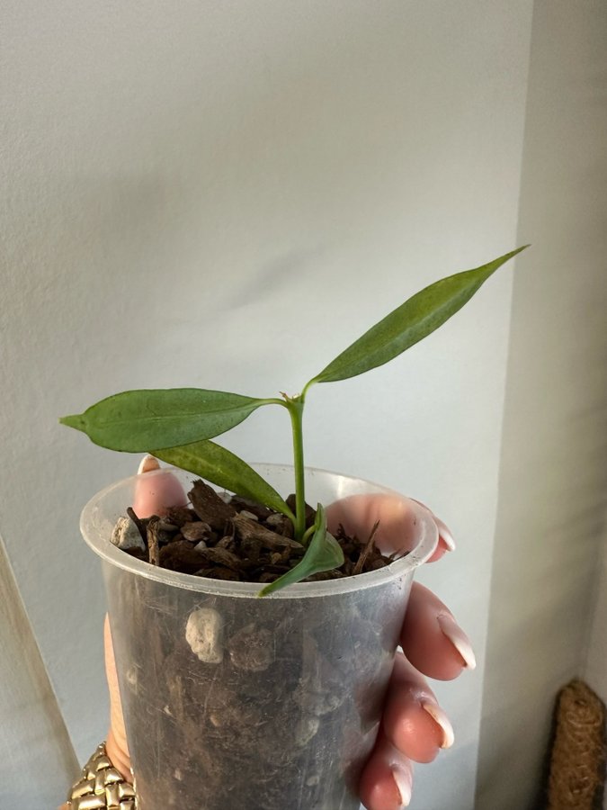 Hoya yingjiangensis NS19-001