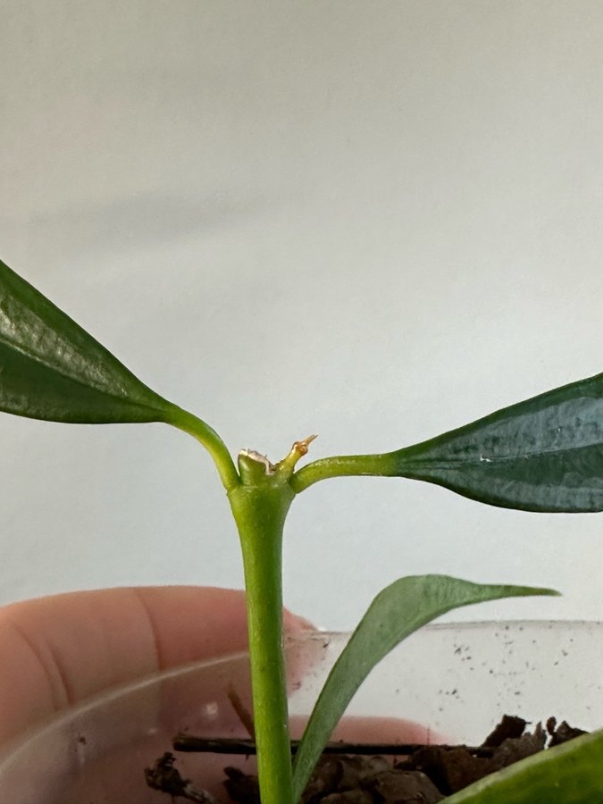 Hoya yingjiangensis NS19-001