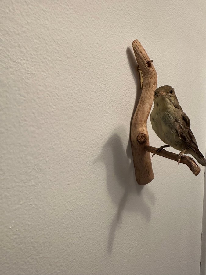 Trädgårdssångare uppstoppad taxidermi