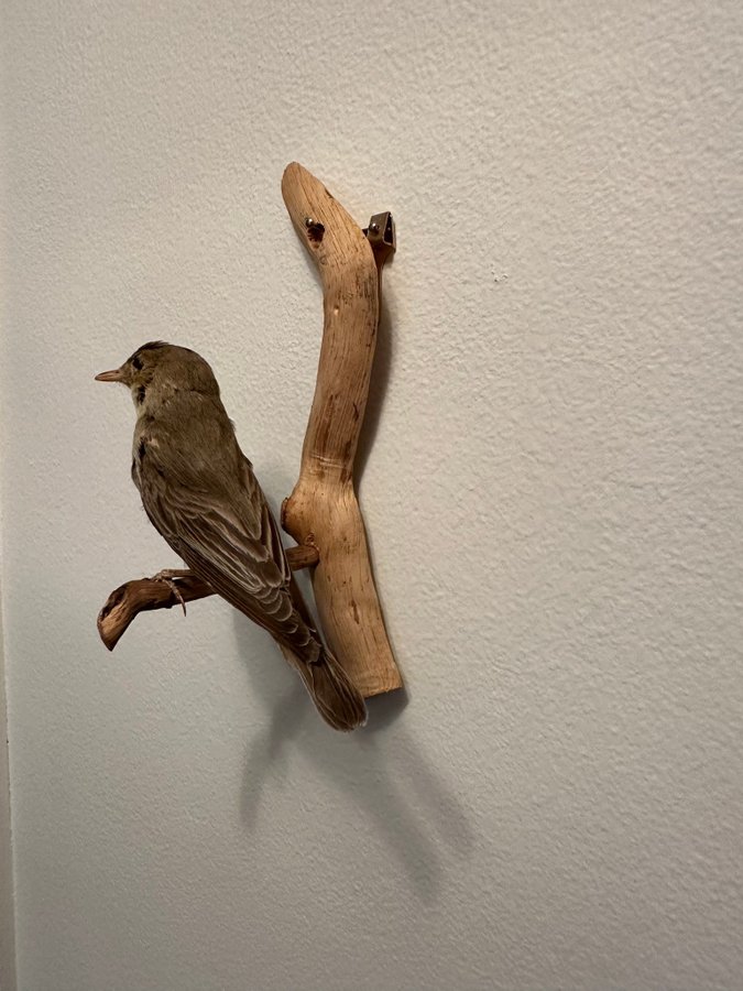 Trädgårdssångare uppstoppad taxidermi