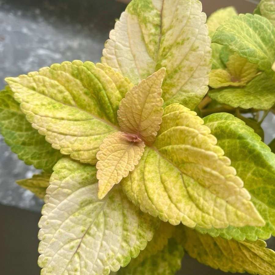 Stickling Palettblad Coleus Idun