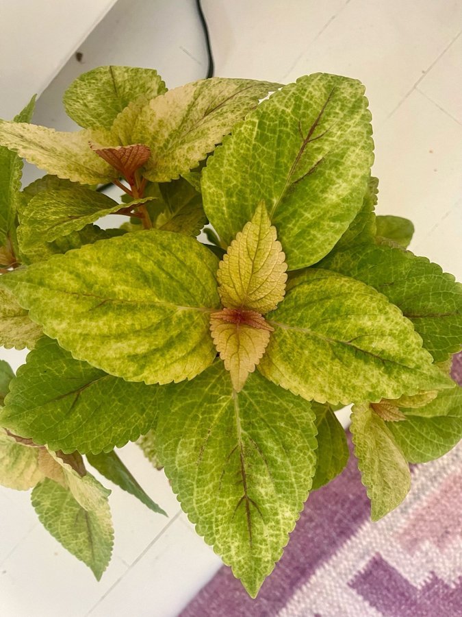 Stickling Palettblad Coleus Idun