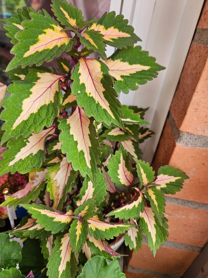 Palettblad stickling Miami Magic orotad coleus