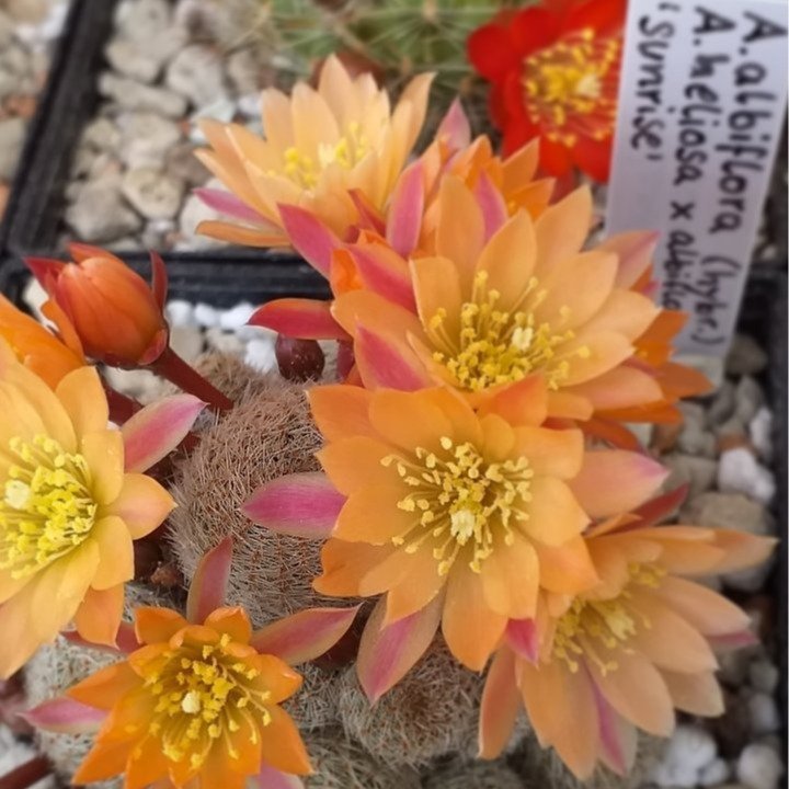 Aylostera (Rebutia) 'Sunrise' + x frön 20 stk (Hybrid)