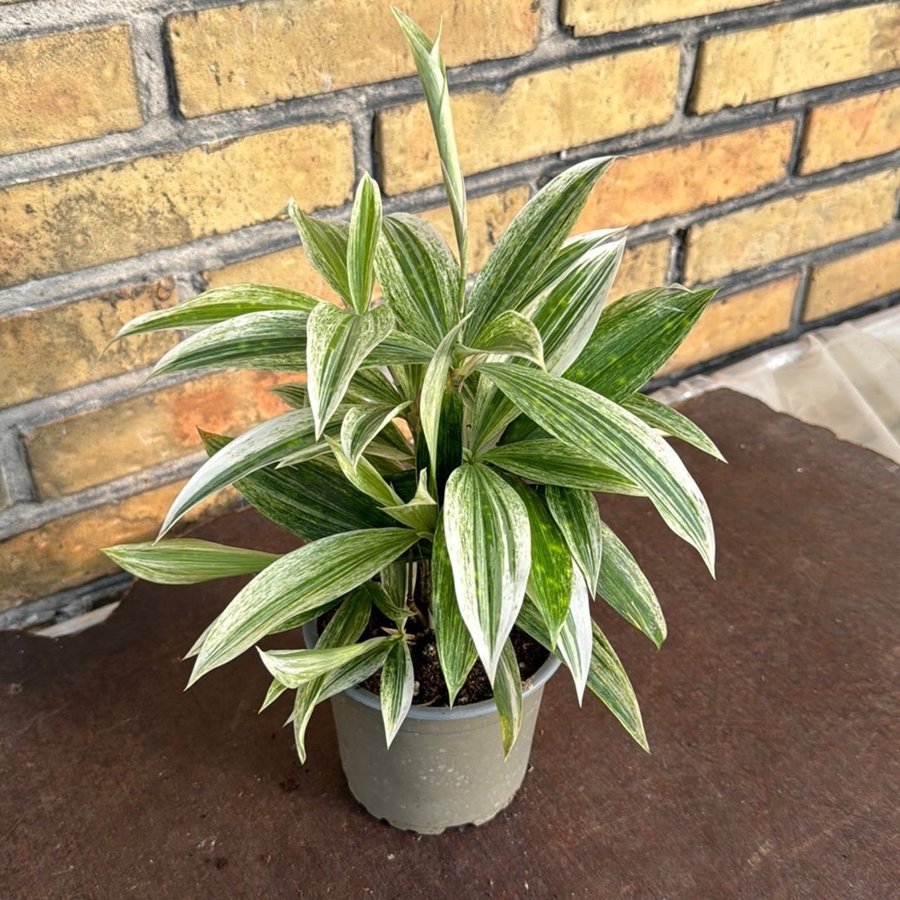 Dracena ‘Mike White'