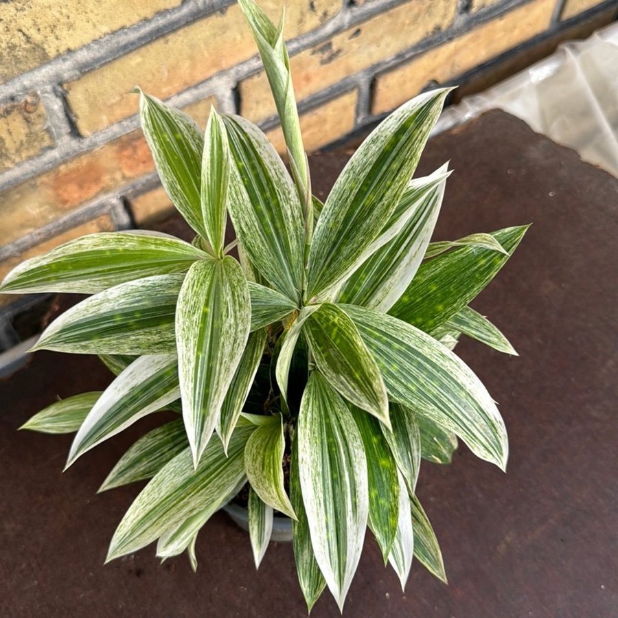 Dracena ‘Mike White'