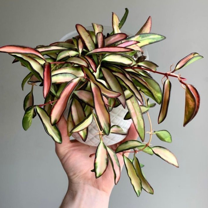 HOYA WAYETII ”Variegata” - stickling