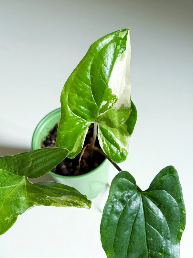 Syngonium " ALBO VARIEGATA " Liten planta (Variegerad pilspetsranka ej monstera)