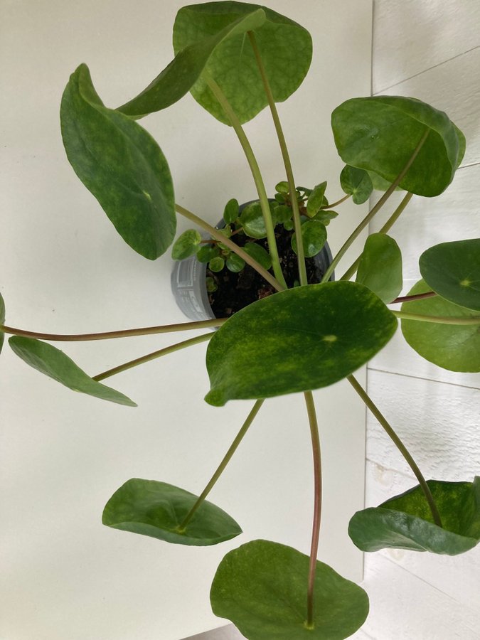 Pilea Peperomioides