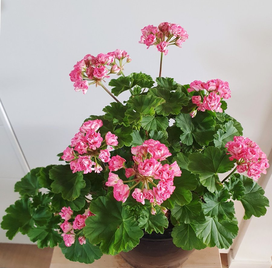 Pelargon 3 plantor Australian Pink Rambler Rosenknoppspelargon