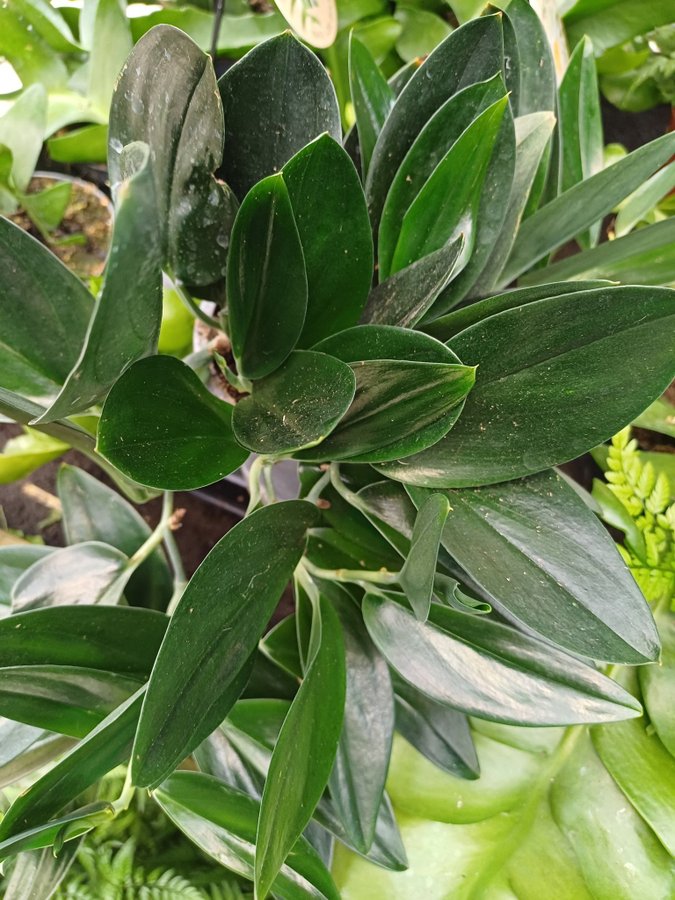 Scindapsus 'Treubii Dark Form'