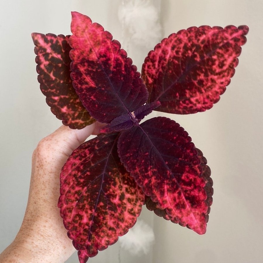 MARIPOSA *palettblad*coleus*